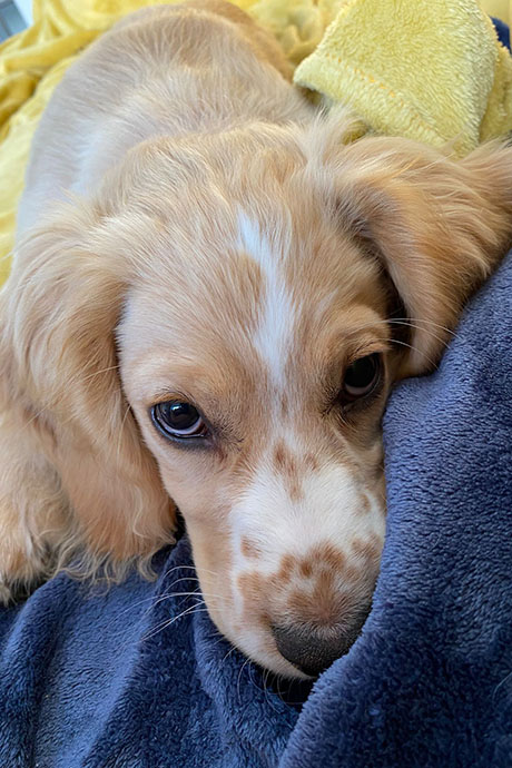 fudge-cute-460-690.jpg