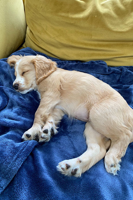 fudge-snooze1-460-690.jpg