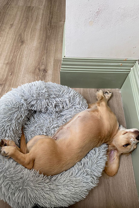fudge-snooze2-460-690.jpg