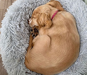 Fudge loves snoozes