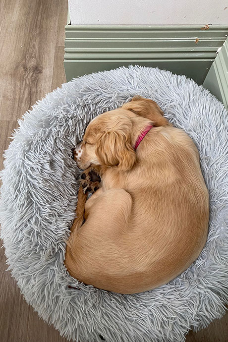 fudge-snooze3-460-690.jpg