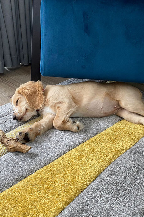 fudge-snooze4-460-690.jpg