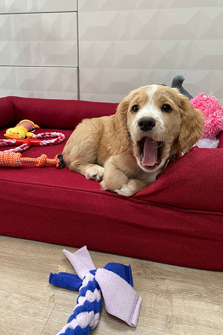 fudge-sofa-460-690.jpg