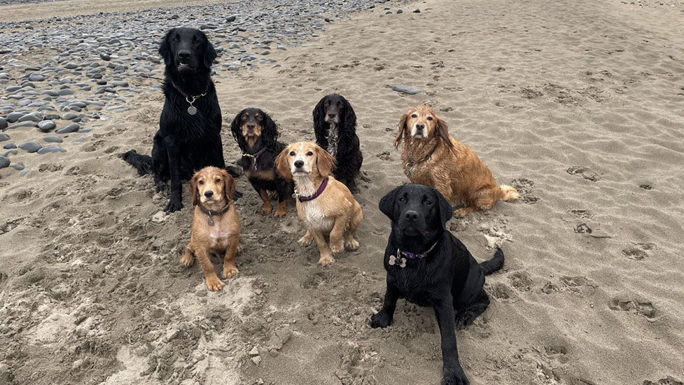 fudge-friends-beach-977-550.jpg