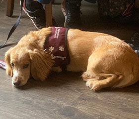 A dog lying on the floor
