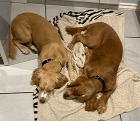 Two dogs sleeping on a towel