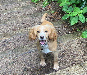 Golden Spaniel
