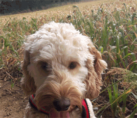 Juno combines training with a lovely life