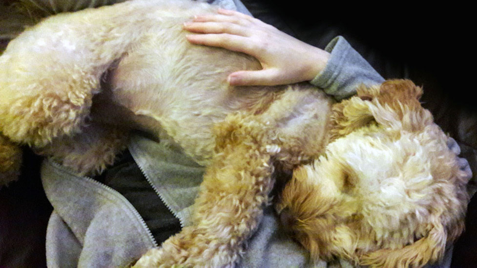 juno-cuddle-977-550.jpg