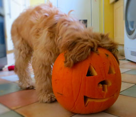 Halloween Juno