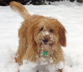 Juno loves the snow
