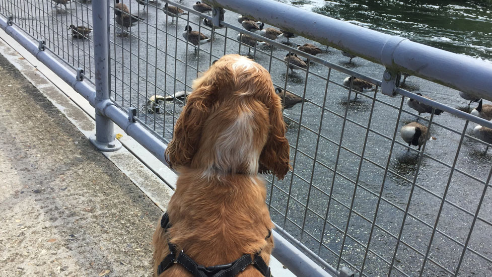 leo-ducks-977-550.jpg