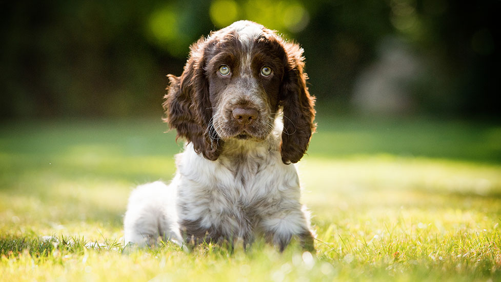 luca-puppy-977-550.jpg