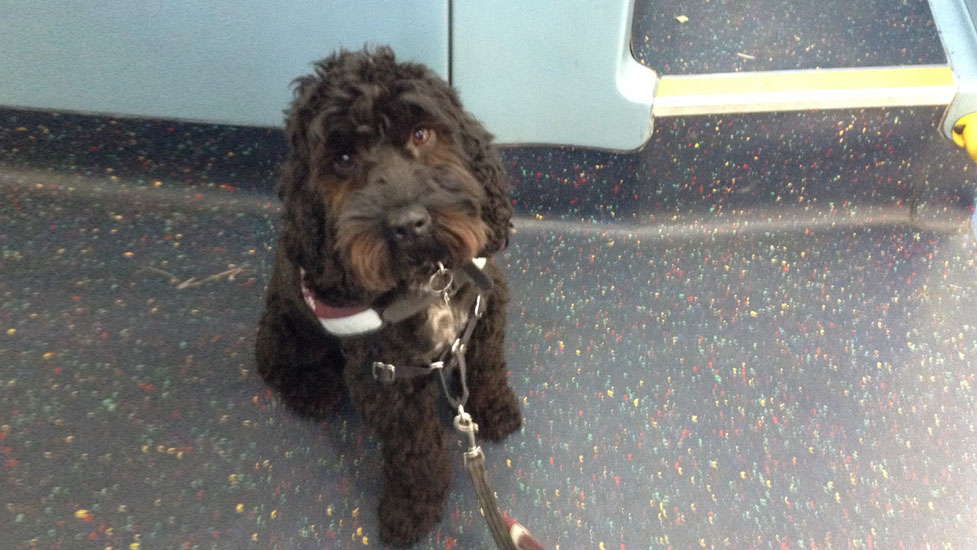 marnie-bus-977-550.jpg