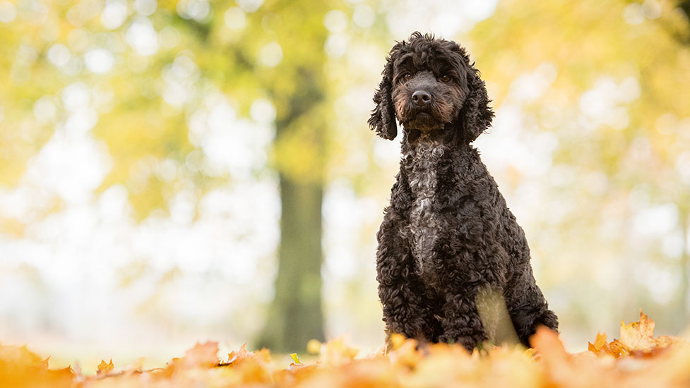 marnie-leaves-977-550.jpg