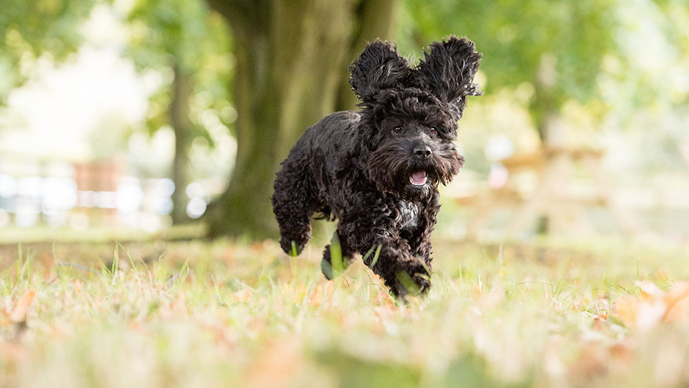 marnie-running2-977-550.jpg