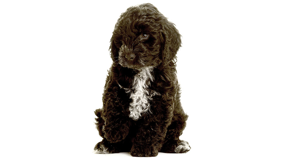 marnie-white-977-550.jpg