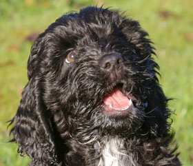 Marnie: Boldly going where no puppy has been before...