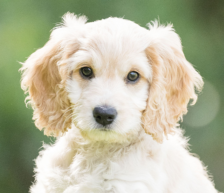 Cockapoo Summer outside