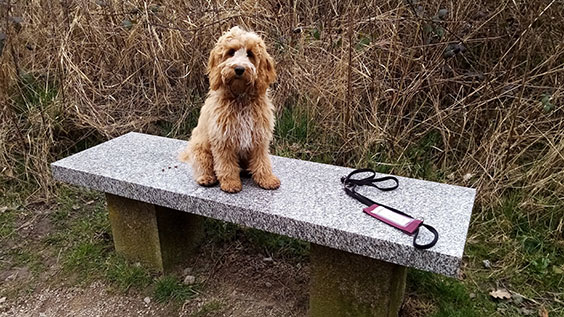 teddy-bench-977-550.jpg