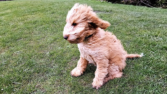 teddy-windy-977-550.jpg