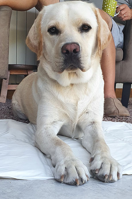 toby-handsome-460-690.jpg