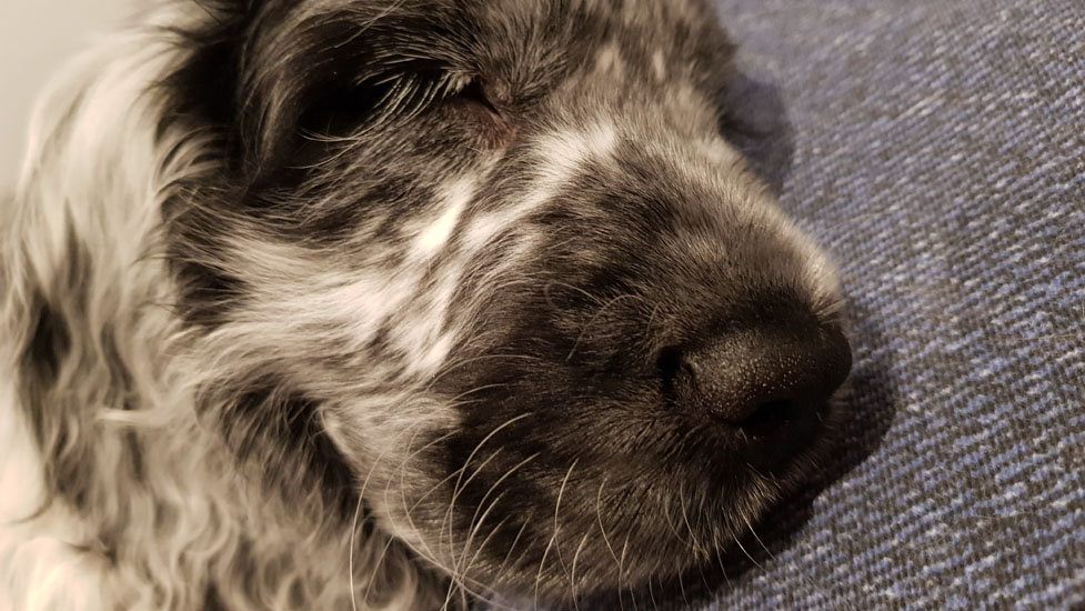 tyson-sleepy-977-550.jpg
