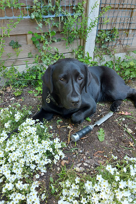 winnie-garden5-460-690.jpg