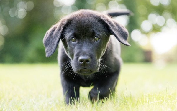 Cute Hearing Dogs Sponsor Pup Alfie