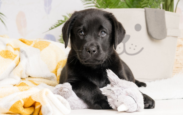 Adorable Hearing Dogs Sponsor Pup Alfie