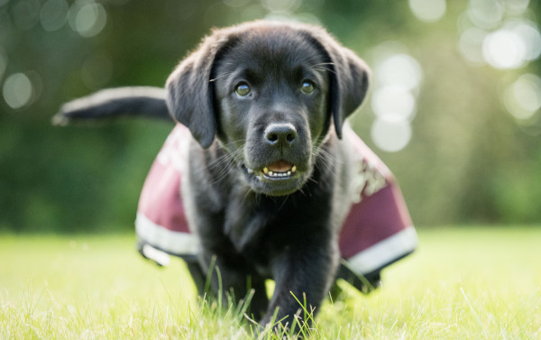 Cute Hearing Dogs Sponsor Pup Alfie