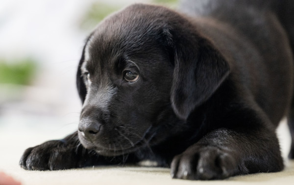 Adorable Hearing Dogs Sponsor Pup Alfie