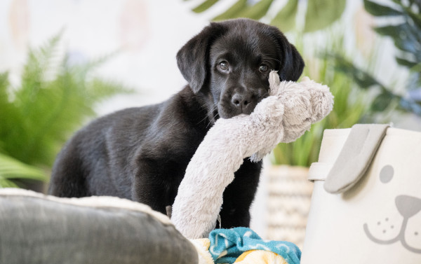 Cute Hearing Dogs Sponsor Pup Alfie