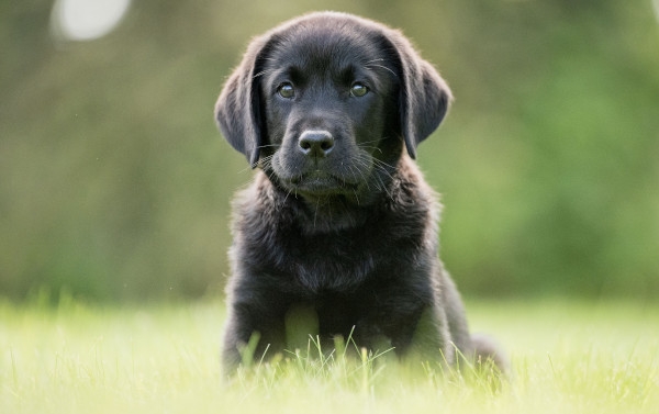 Adorable Hearing Dogs Sponsor Pup Alfie