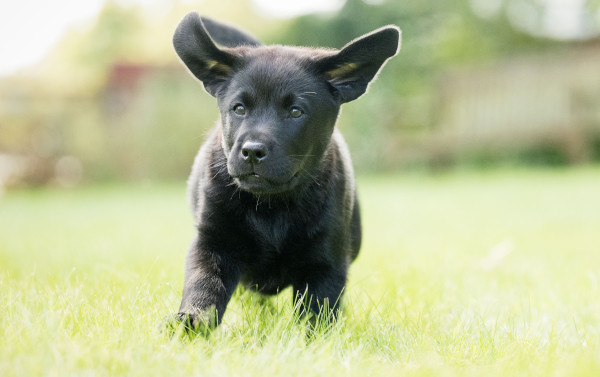 Cute Hearing Dogs Sponsor Pup Alfie