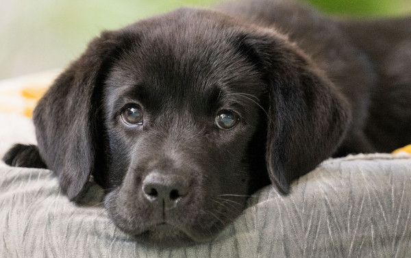 Adorable Hearing Dogs Sponsor Pup Alfie