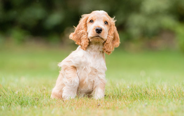 Adorable Hearing Dogs Sponsor Pup Leo